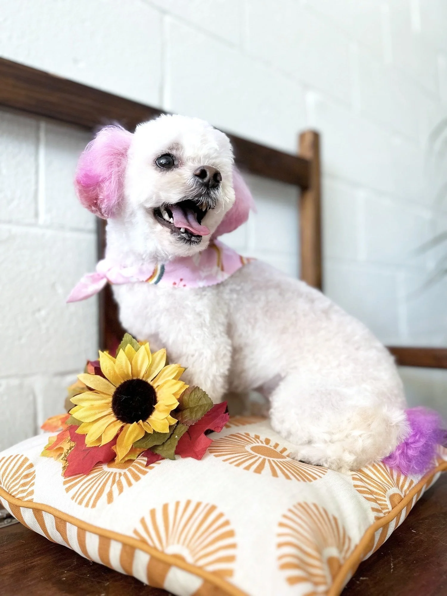 White dog with styled coat at The Dog Salon