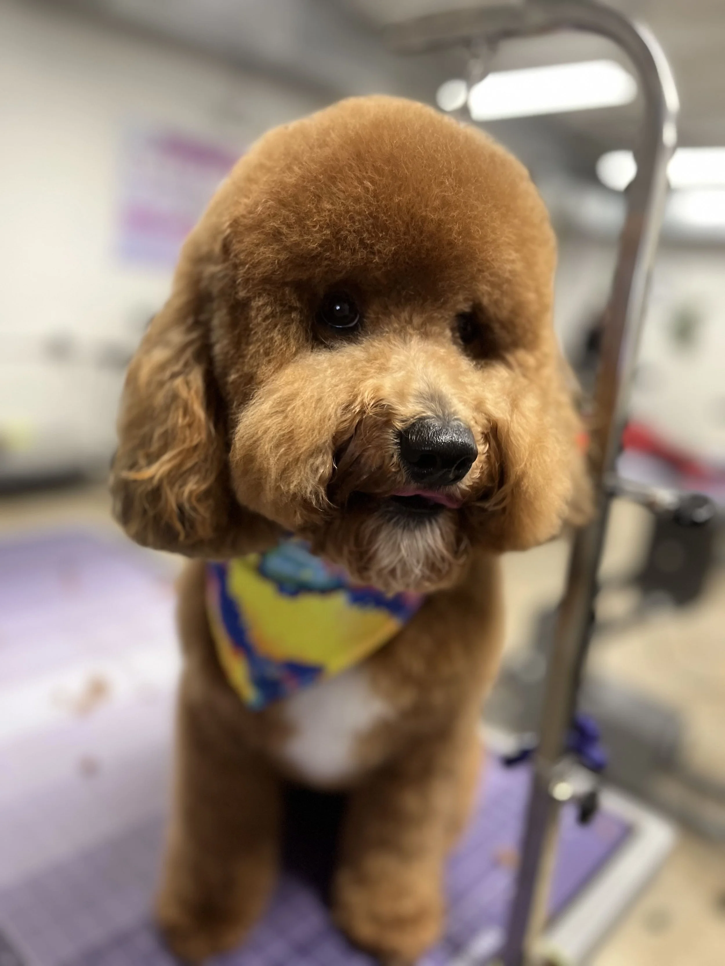 Brown poodle puppy on grooming table