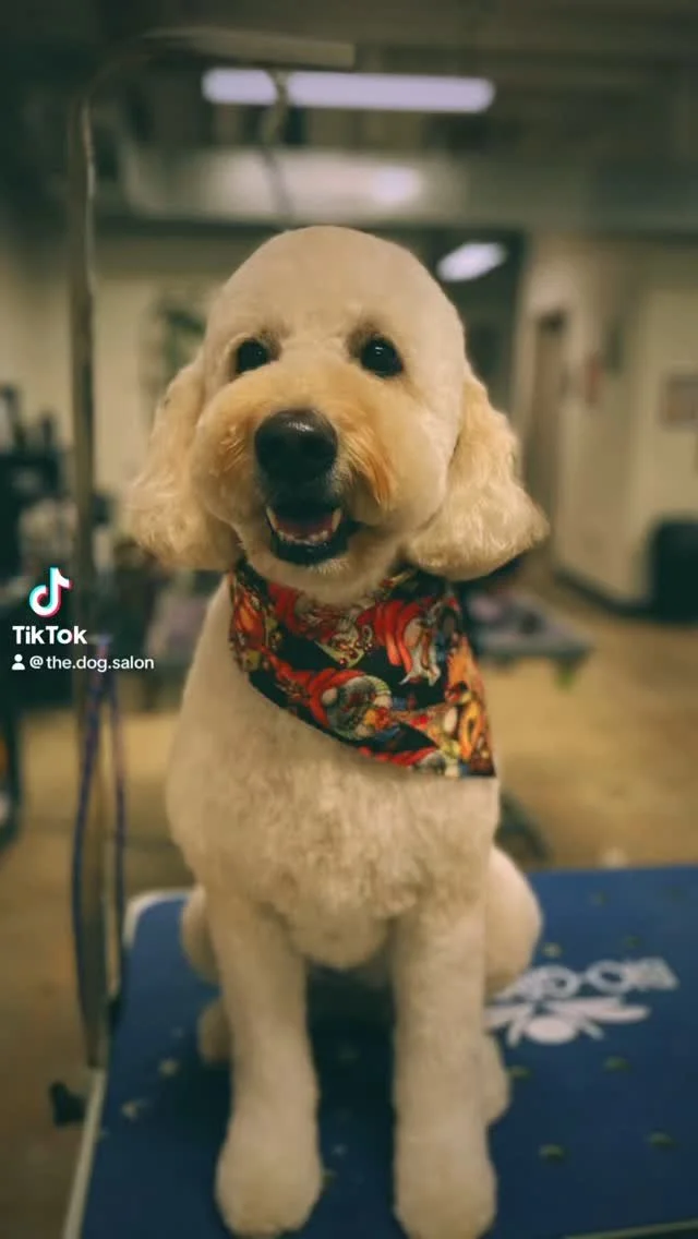 Dog being groomed at The Dog Salon