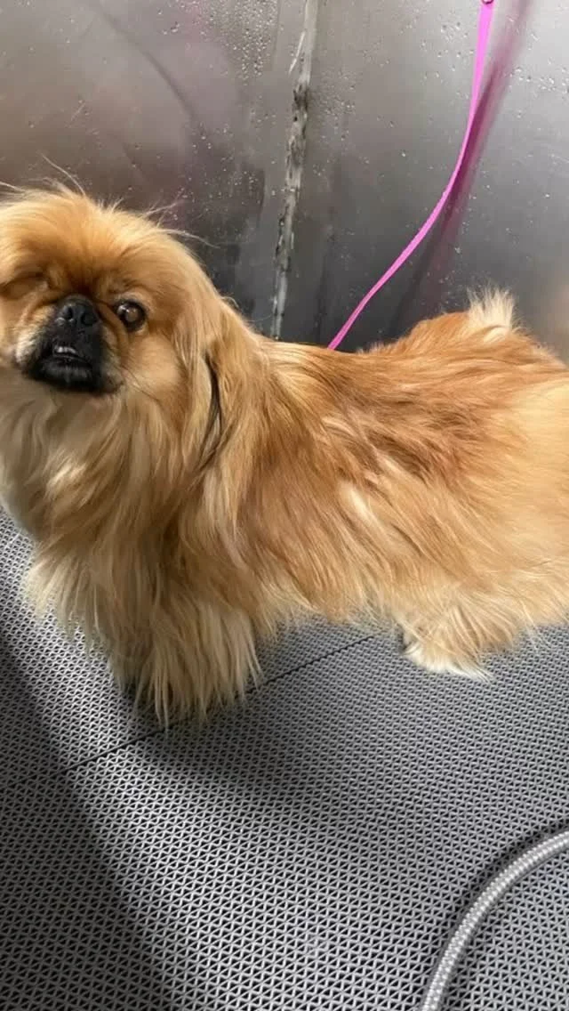 Luxurious dog bath service