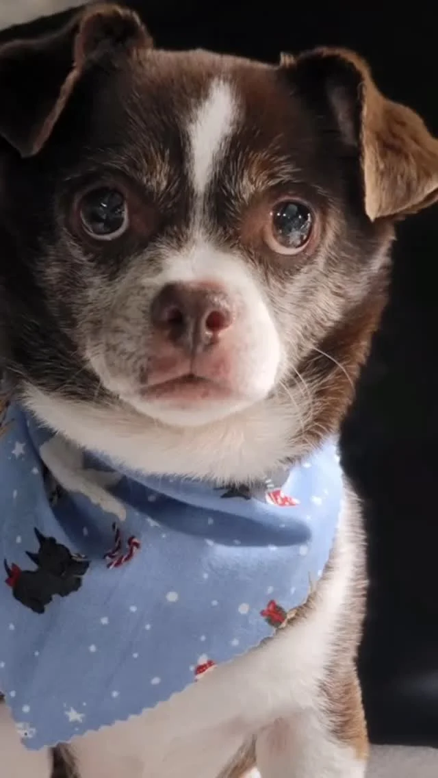 Happy dog at The Dog Salon