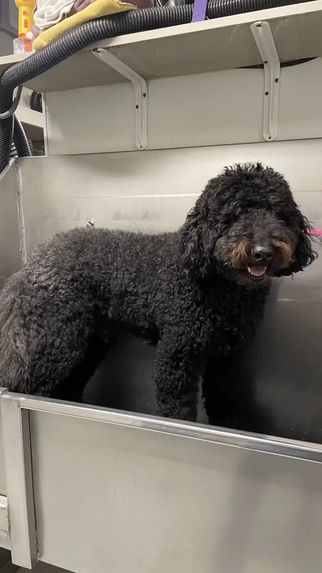 Dog salon grooming session