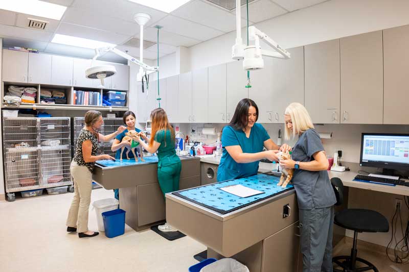 Surgical care for pets