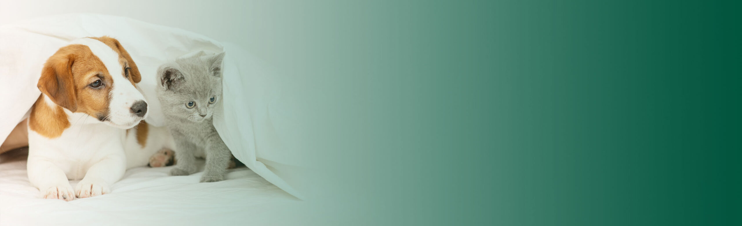 Torrey Pines Animal Hospital facility