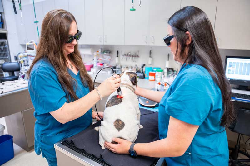 Dental care for pets