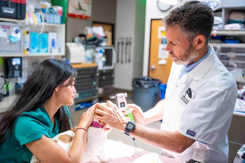 Vaccinations for pets