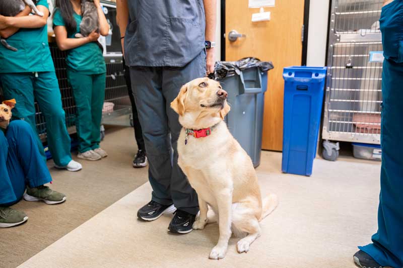 Caring veterinary team