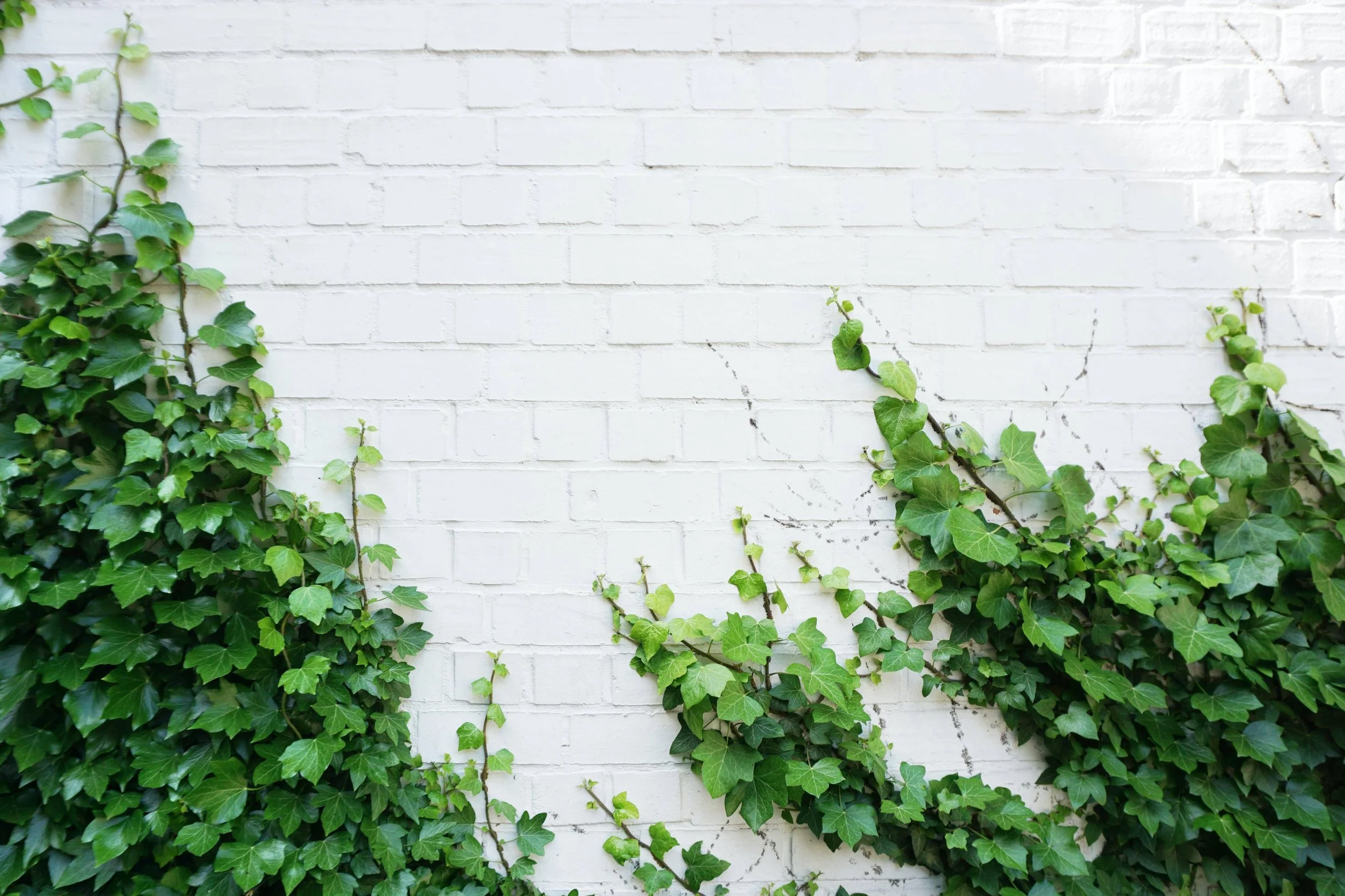 Ivy on a New York City building wall — Tutoring by Maryann serves all of NYC