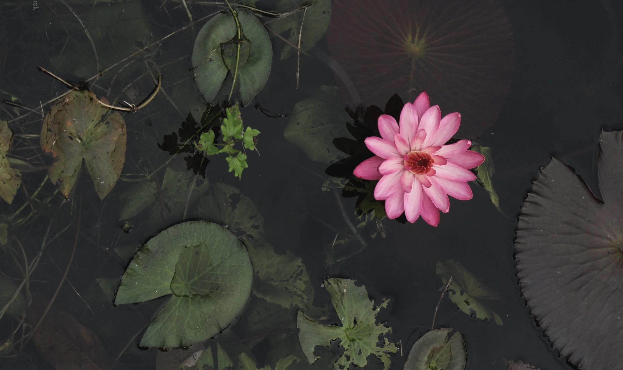 Serene acupuncture treatment setting