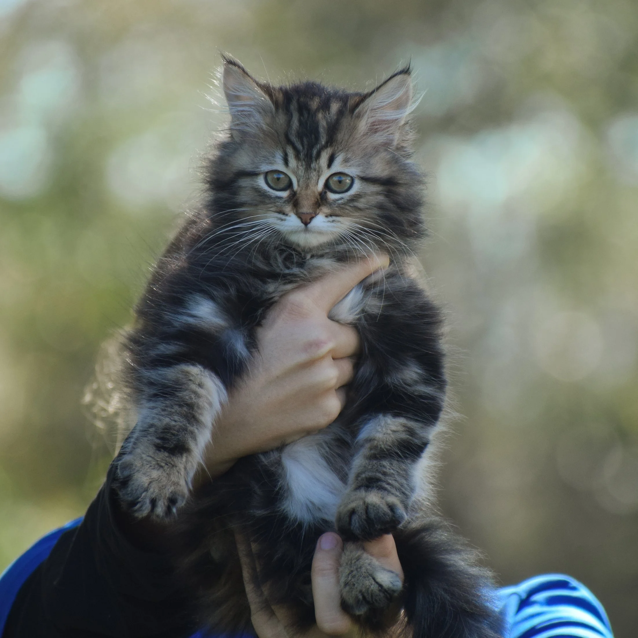 Kitty wellness exam at West Coast Veterinary Center Sarasota