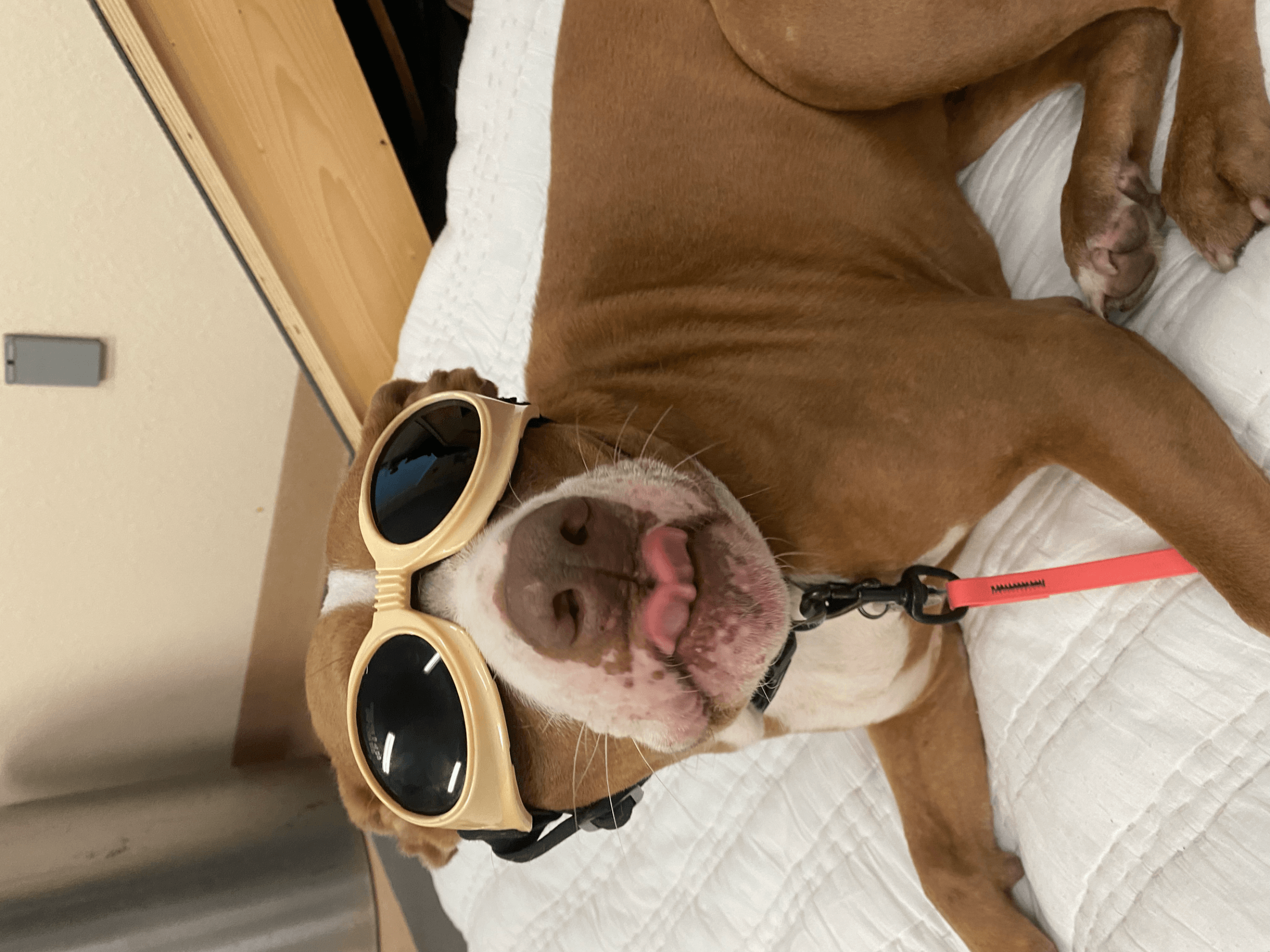 Veterinary surgery and hospital care