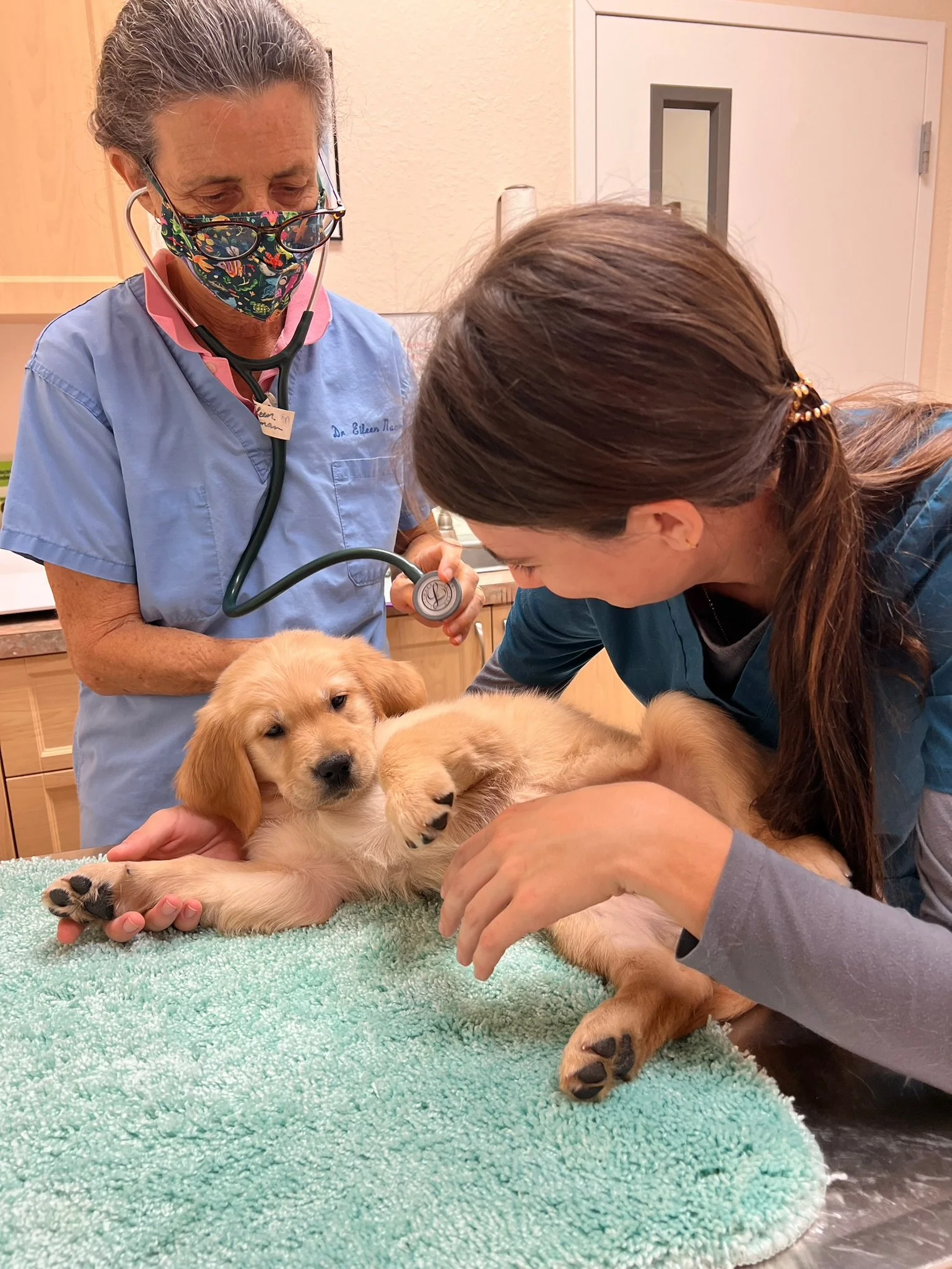 Laser therapy for pets