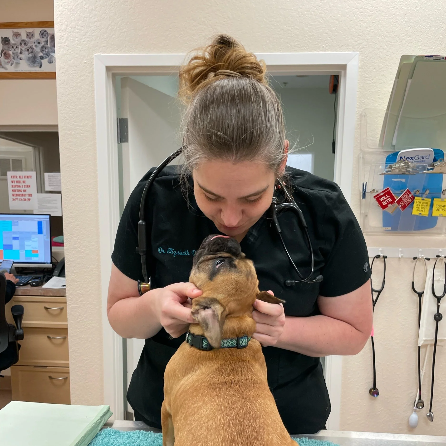 Caring for a pet at West Coast Vet
