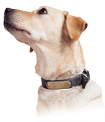 Happy dog at West LA Veterinary Group