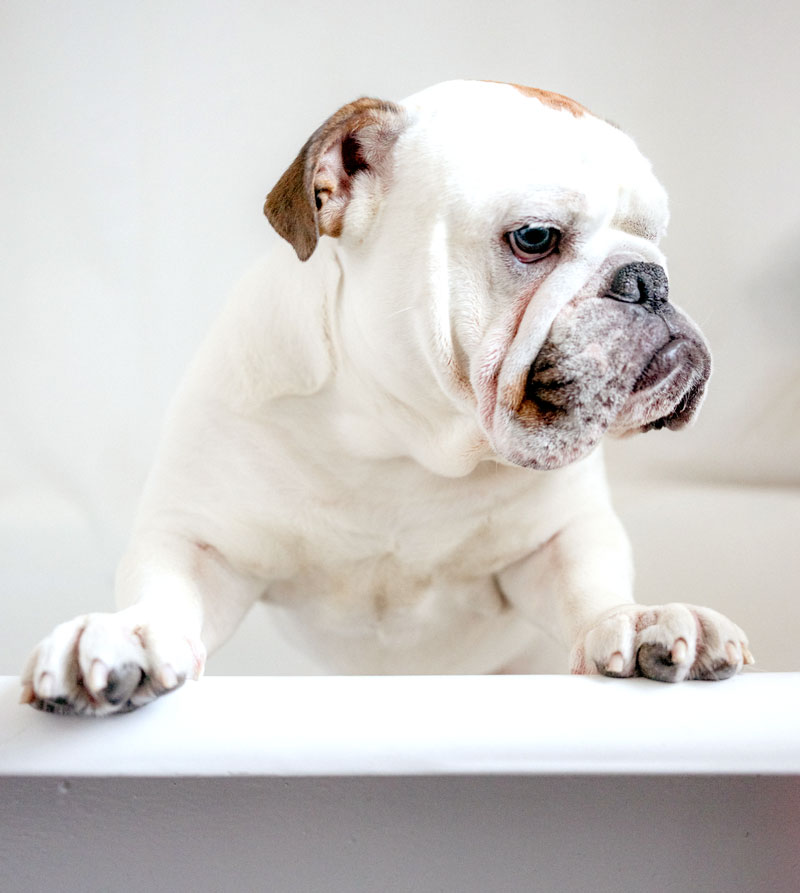 Bath brush and trim dog grooming