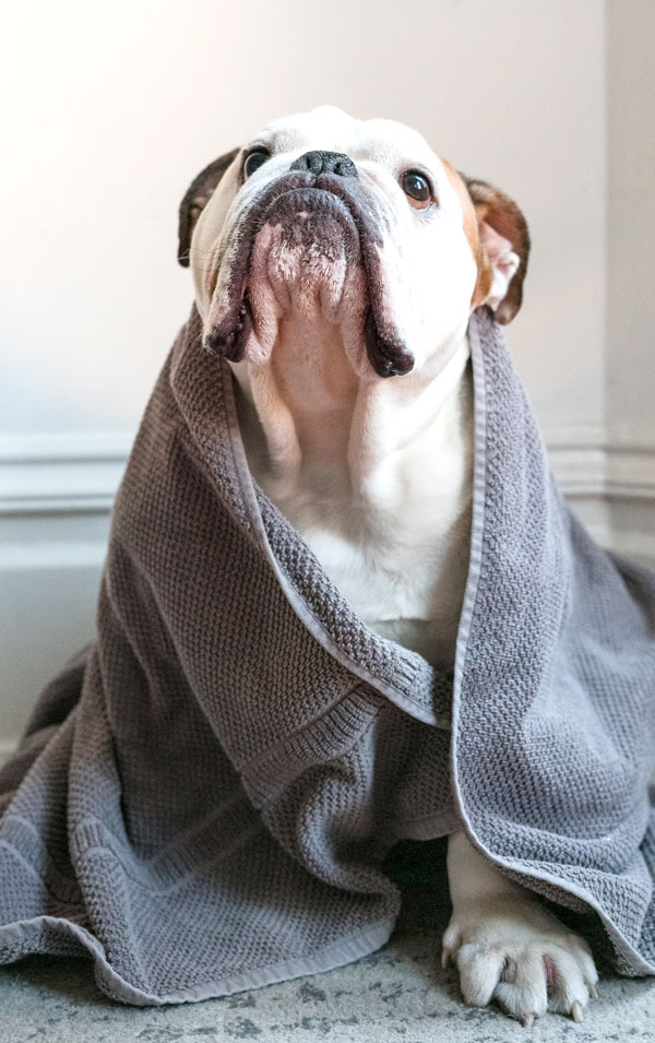 Professional dog grooming at Woof to Purrfection Stamford