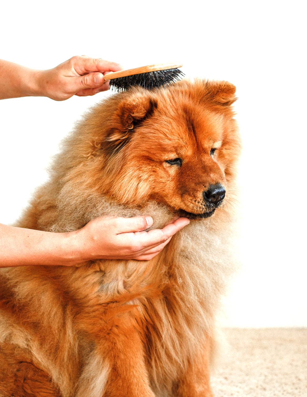 Full groom dog grooming service